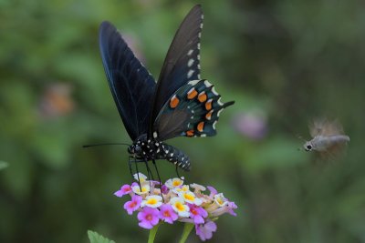 Pipevine Swallowtail