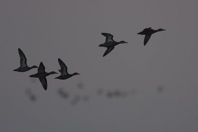 Blue-winged Teal