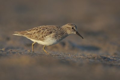 Least Sandpiper