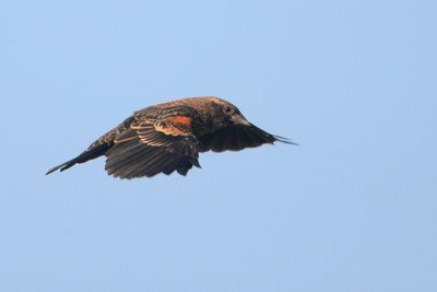 Red-winged Blackbird