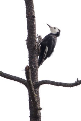 White-headed Woodpecker