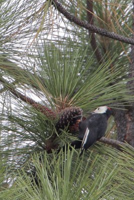 White-headed Woodpecker