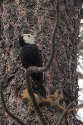 White-headed Woodpecker