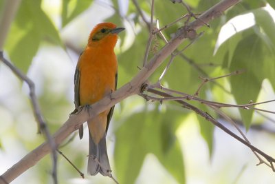 Flame-colored Tanager