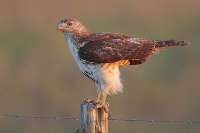 Red-tailed Hawk