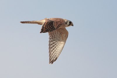 American Kestrel