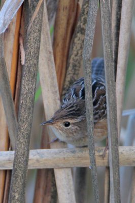 Sedge Wren