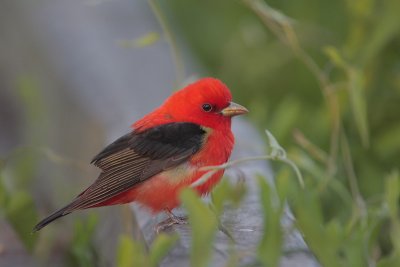 Scarlet Tanager