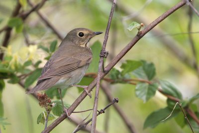 Swainson's Thrush