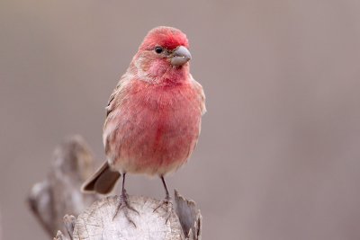 House Finch