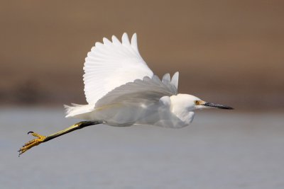 Snowy Egret