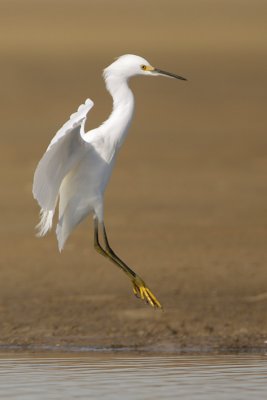 Snowy Egret