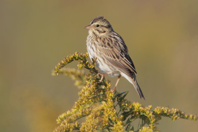 Savannah Sparrow