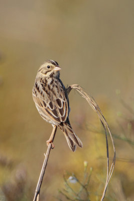 Savannah Sparrow