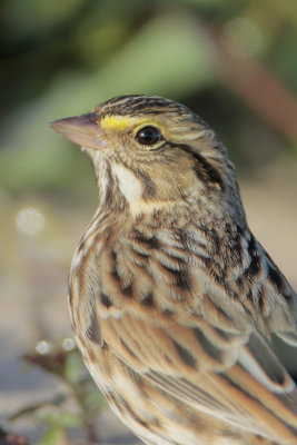 Savannah Sparrow