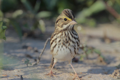 Savannah Sparrow