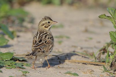 Savannah Sparrow