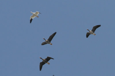 Ross's Goose and Greater White-fronted Goose