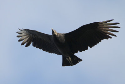 Black Vulture