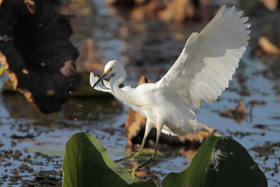 Snowy Egret