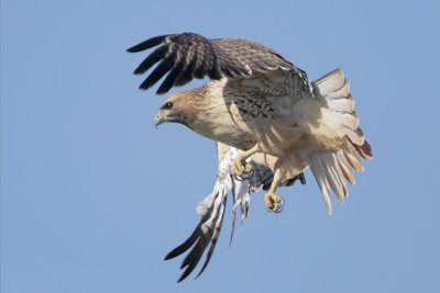 Red-tailed Hawk