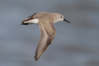 Sanderling