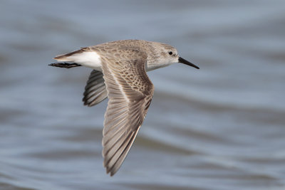 Sanderling