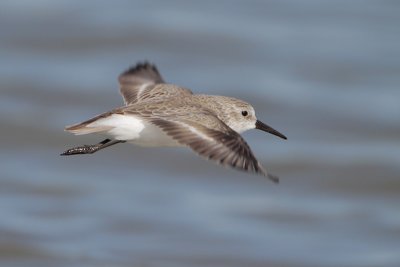 Sanderling