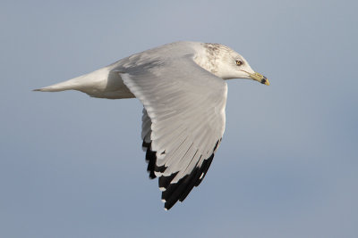 Ring-billed Gull