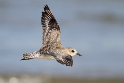 Black-bellied Plover