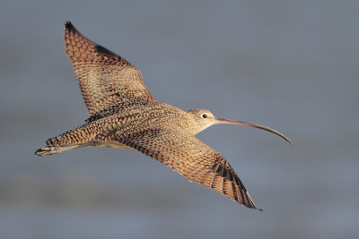 Long-billed Curlew