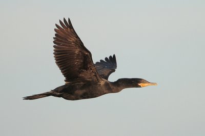 Neotropic Cormorant