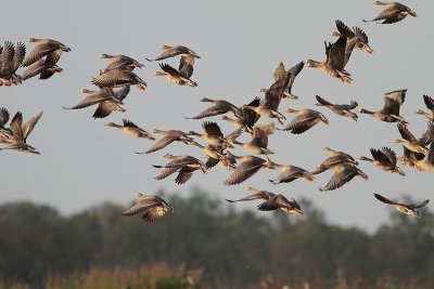 Greater White-fronted Goose