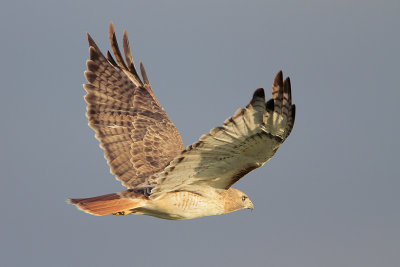 Red-tailed Hawk