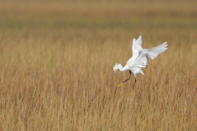 Snowy Egret