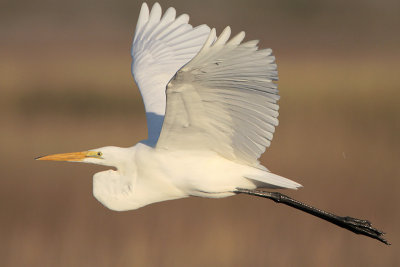 Great Egret