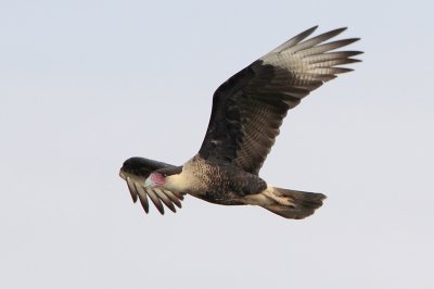 Crested Caracara