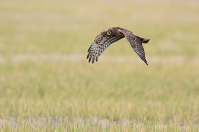 Northern Harrier