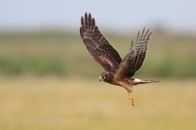 Northern Harrier