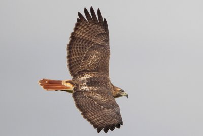 Red-tailed Hawk