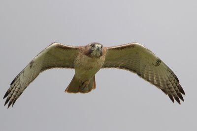 Red-tailed Hawk