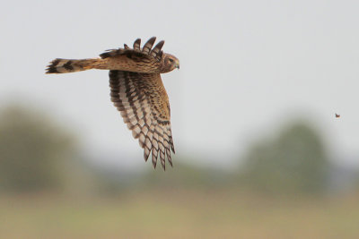 Northern Harrier