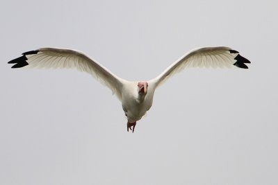 White Ibis