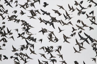 Brown-headed Cowbird