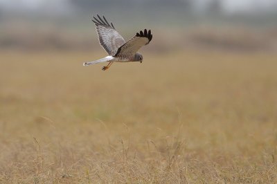 Northern Harrier