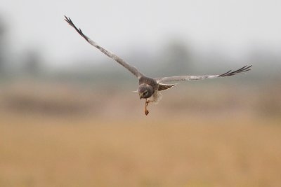 Northern Harrier