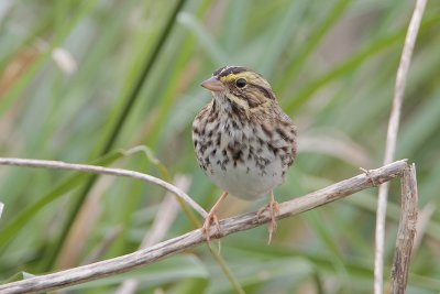 Savannah Sparrow