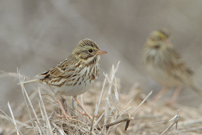 Savannah Sparrow