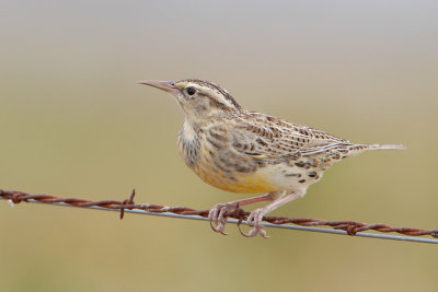 Eastern Meadowlark