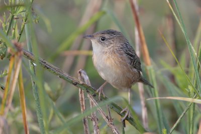 Sedge Wren